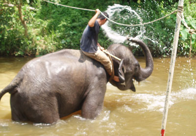 Elephant Spray Water