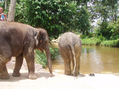Elephant to River